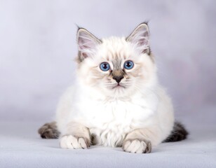 Ragdoll Kitten with Blue Eyes - A Portrait of Innocence.