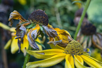 Verblüter gelber Sonnenhut