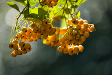 Gelbe Beeren im Herbst am Feuerdorn