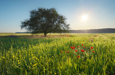 Tree and spring flowers in mountain meadow at the sunset.