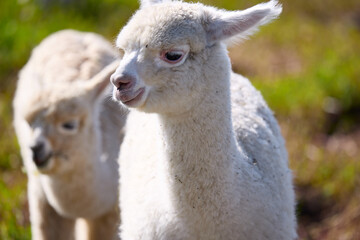 Naklejka premium Cute alpacas raised in grassland tourist resort