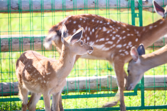 Artificially raised sika deer in the grassland tourist resort