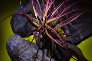 Red tinted Tillandsia air plant on stone background