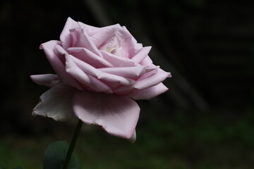 Beautiful pink rose flower blooming in garden close-up