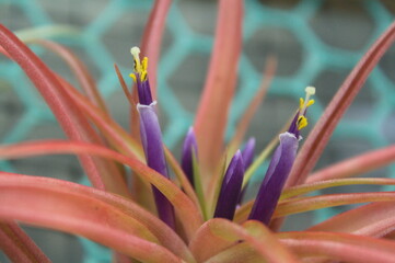 Blooming Tillandsia air plant with purple flowers close-up