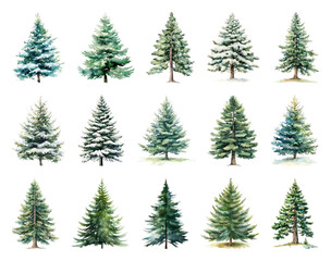 Fototapeta premium Watercolor evergreen trees collection.