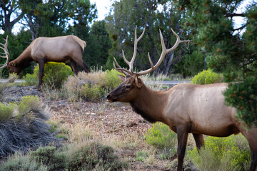 elk in the wild