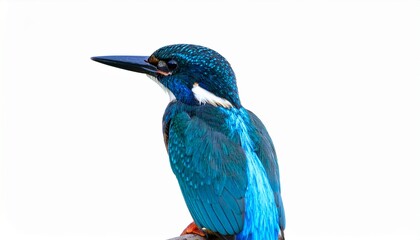 Obraz premium A vivid blue kingfisher faces left, its iridescent feathers glowing against a clean white backdrop.