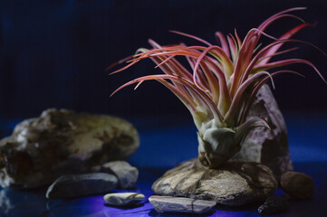 Tillandsia air plant with stones on blue background