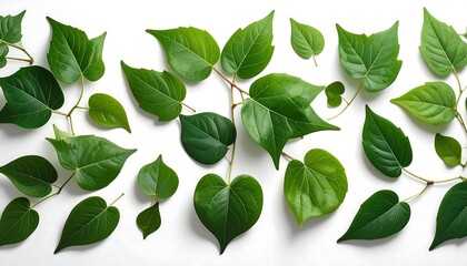 Fresh green leaves on a white background, nature, plant, and springtime concept