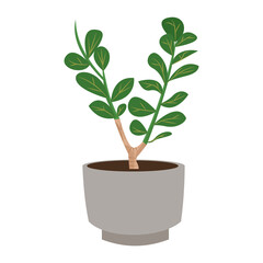 Obraz premium ZZ Plant Zamioculcas Zamiifolia Illustration