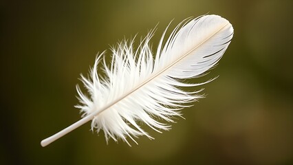 Delicate white feather captured in soft light, emphasizing nature's intricate beauty.