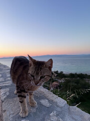 Striped cat standing on stone wall with ocean view at sunset in Greece