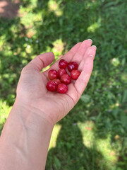 Fresh red cherries in a hand on a sunny day