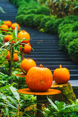 箱根のハロウィンのカボチャ