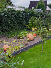 Pumpkins Growing in a Backyard Garden