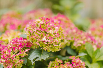 箱根のハロウィンのカボチャ