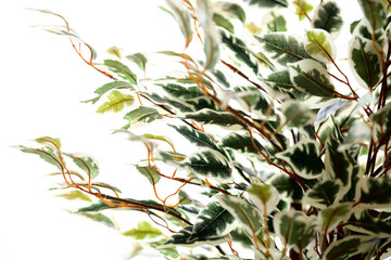 窓辺に置いた観葉植物