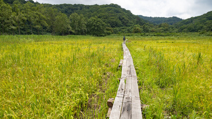 斑尾高原の夏　沼の原湿原　　飯山市　長野県　日本