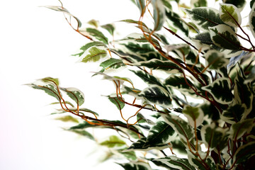 窓辺に置いた観葉植物