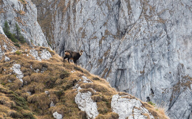 A beautiful chamois in the nature habitat.