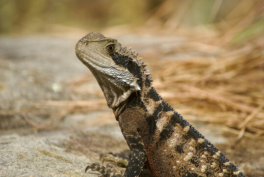Head of the Australian water dragon (Intellagama lesueurii), natural habitat, NSW, Australia