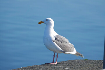 A seagull standing on a rocky platform by the water's edge, showcasing its white and gray plumage against a blue backdrop.