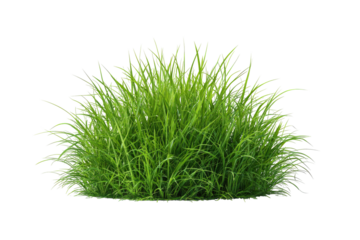 Lush green grass tuft (1)