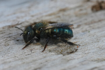 Closeup on a female metallic green North Californian Mason bee, OSmia species on a piece of wood