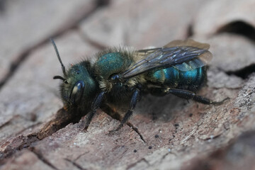 Closeup on a female metallic green North Californian Mason bee, OSmia species on a piece of wood