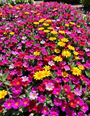 Fototapeta premium Vibrant groundcover bursting with colorful blooms, creating a lush tapestry of flowers in a sun-drenched garden, blossom, springtime