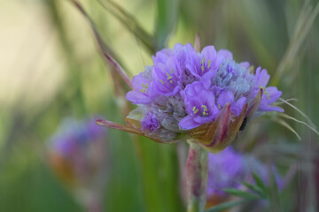 Closeup on the pink flowers of a sea thrift wildflower, Armeria maritima at Crescent city, California