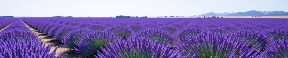 Fototapeta premium Serene landscape of a vast violet lavender field gently swaying in the breeze under a clear sky, violet, beauty