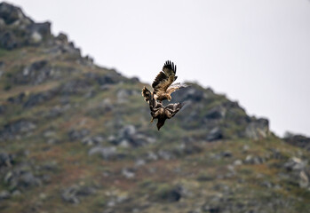 An imperial eagle in its natural habitat in the Altai steppes on an autumn day