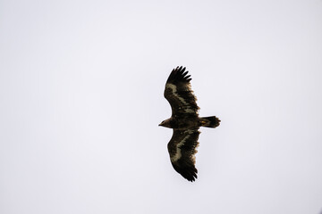 An imperial eagle in its natural habitat in the Altai steppes on an autumn day