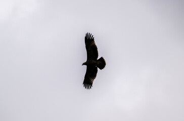 An imperial eagle in its natural habitat in the Altai steppes on an autumn day