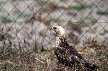 A rough-legged buzzard in its natural habitat in the Altai steppes on an autumn day