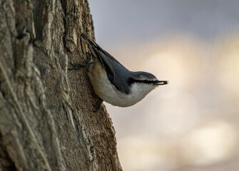 A nuthatch in its natural habitat in the Altai steppes on an autumn day
