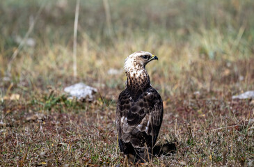 An imperial eagle in its natural habitat in the Altai steppes on an autumn day