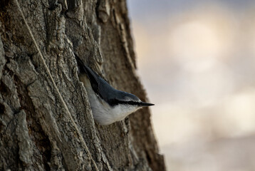 A nuthatch in its natural habitat in the Altai steppes on an autumn day