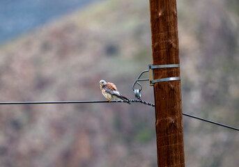 A beautiful kestrel in its natural habitat in the Altai steppes on an autumn day