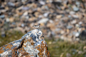 A steppe wheatear in its natural habitat in the Altai steppes on an autumn day