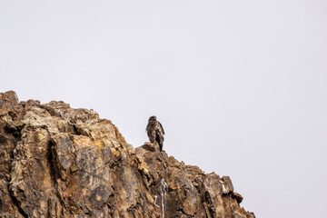 A beautiful kestrel in its natural habitat in the Altai steppes on an autumn day