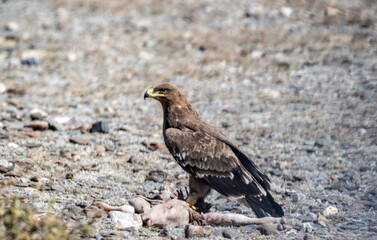 A rough-legged buzzard in its natural habitat in the Altai steppes on an autumn day