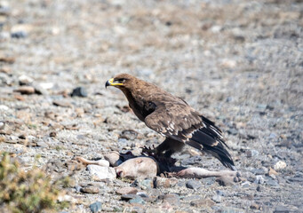 A rough-legged buzzard in its natural habitat in the Altai steppes on an autumn day