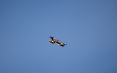 A steppe eagle in its natural habitat in the Altai steppes on an autumn day