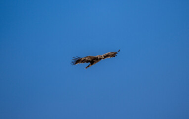 A steppe eagle in its natural habitat in the Altai steppes on an autumn day