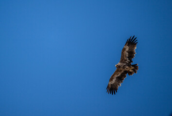 A steppe eagle in its natural habitat in the Altai steppes on an autumn day