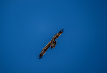 A steppe eagle in its natural habitat in the Altai steppes on an autumn day