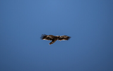 A steppe eagle in its natural habitat in the Altai steppes on an autumn day